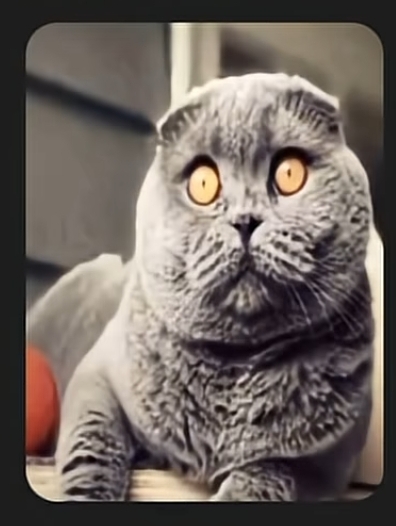 Angry Cat